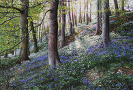 Keith Melling Bluebells and Ramsons